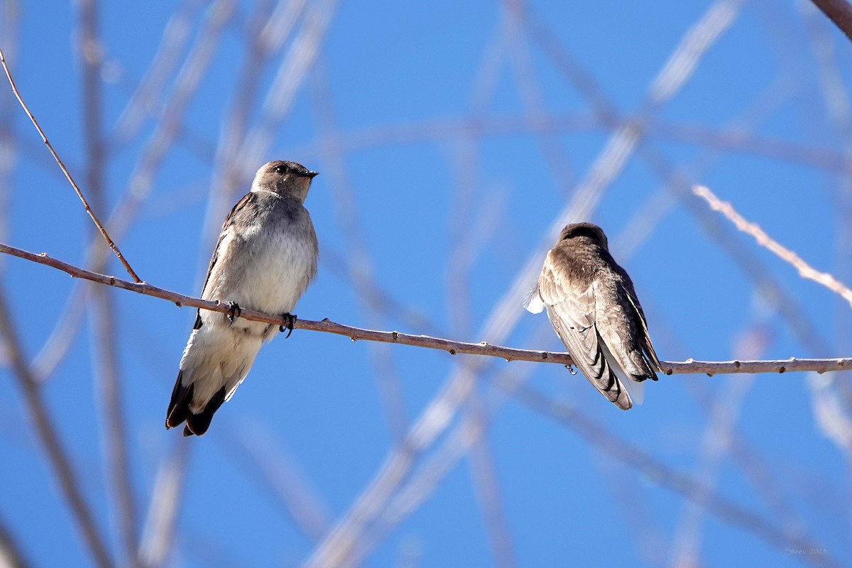 Northern Rough-winged Swallow - ML547034981
