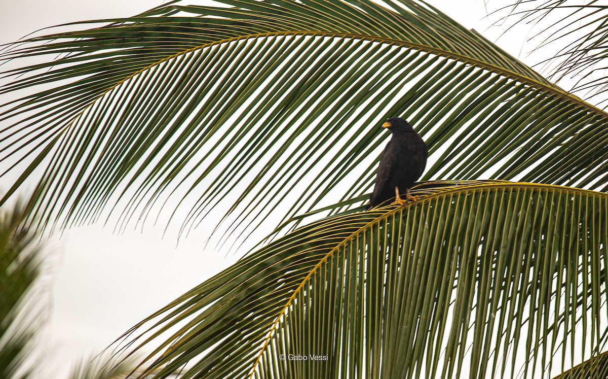 Common Black Hawk (Common) - ML547035891