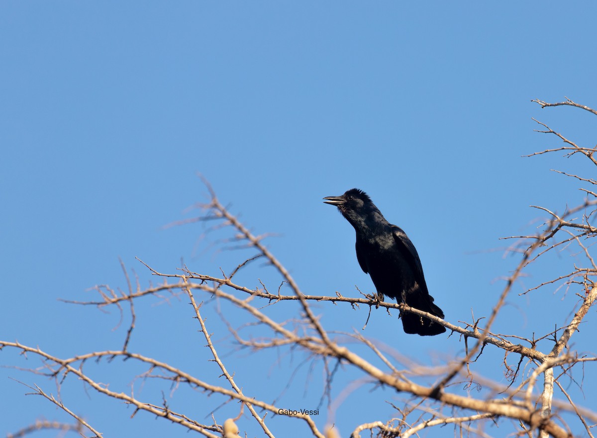 Sinaloa Crow - ML547035931
