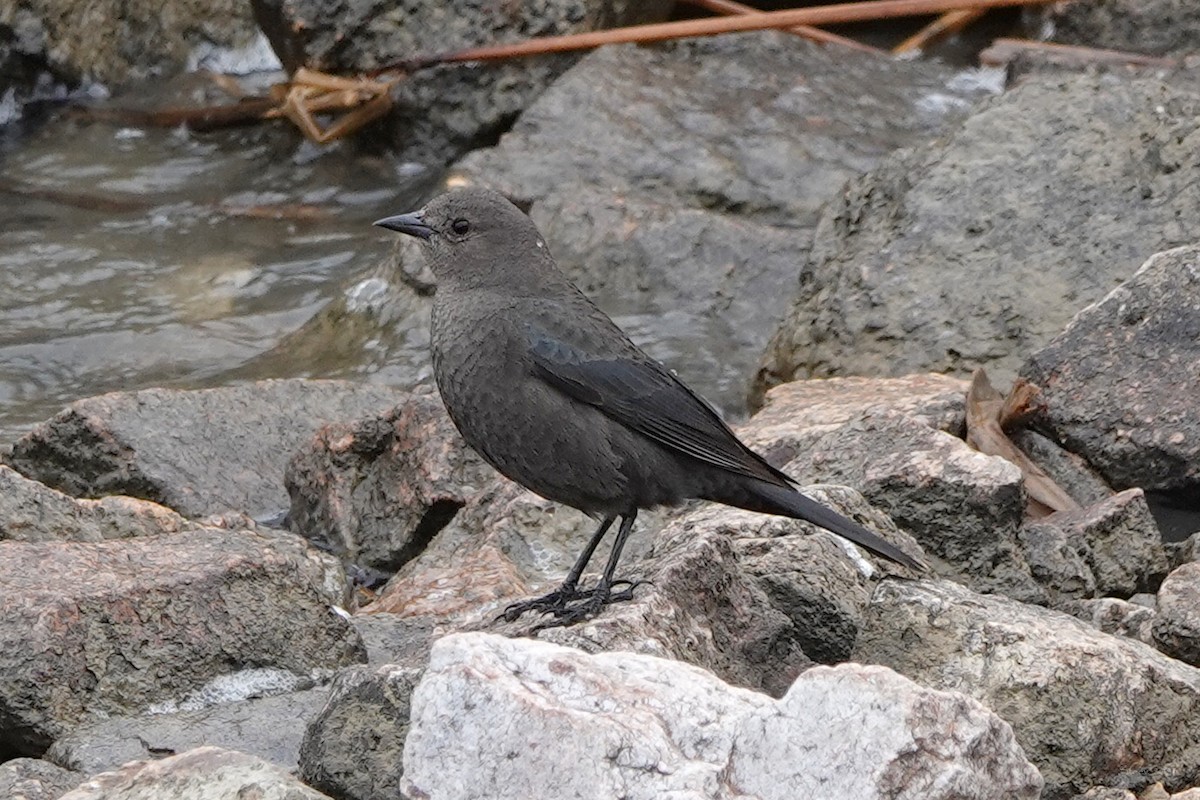 Brewer's Blackbird - ML547035941