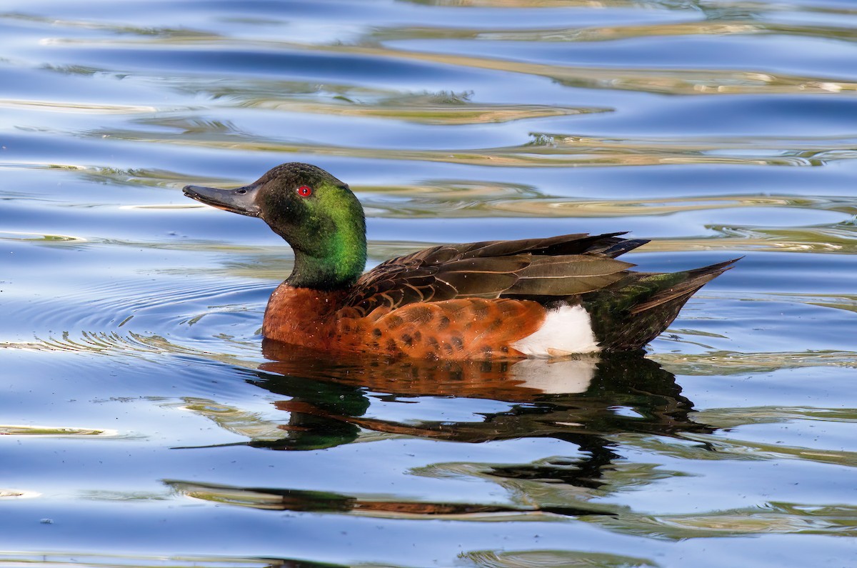 Chestnut Teal - ML547036501
