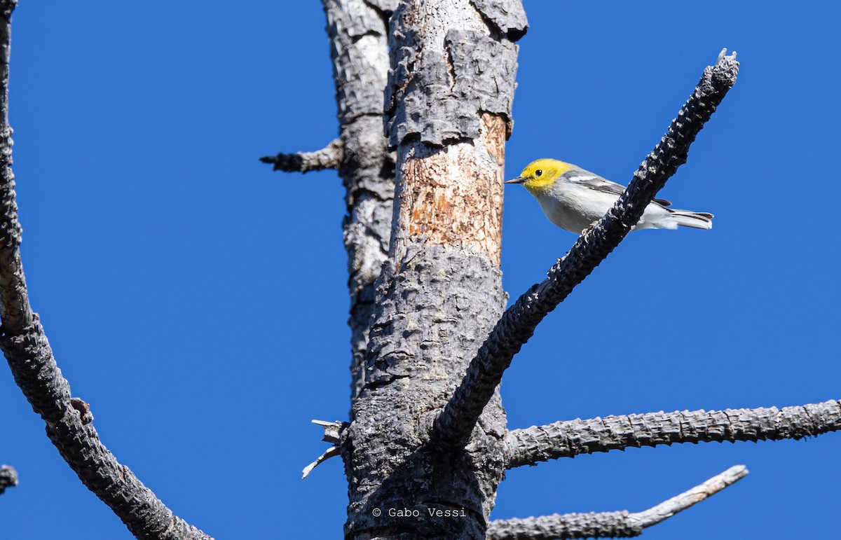 Paruline à tête jaune - ML547036801