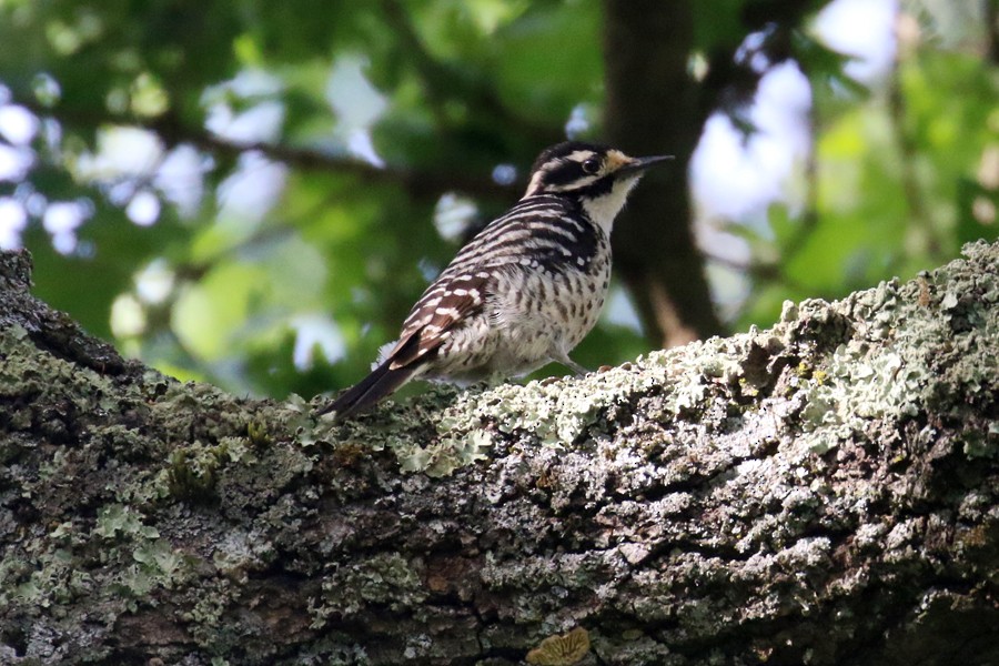 Nuttall's Woodpecker - ML54703711