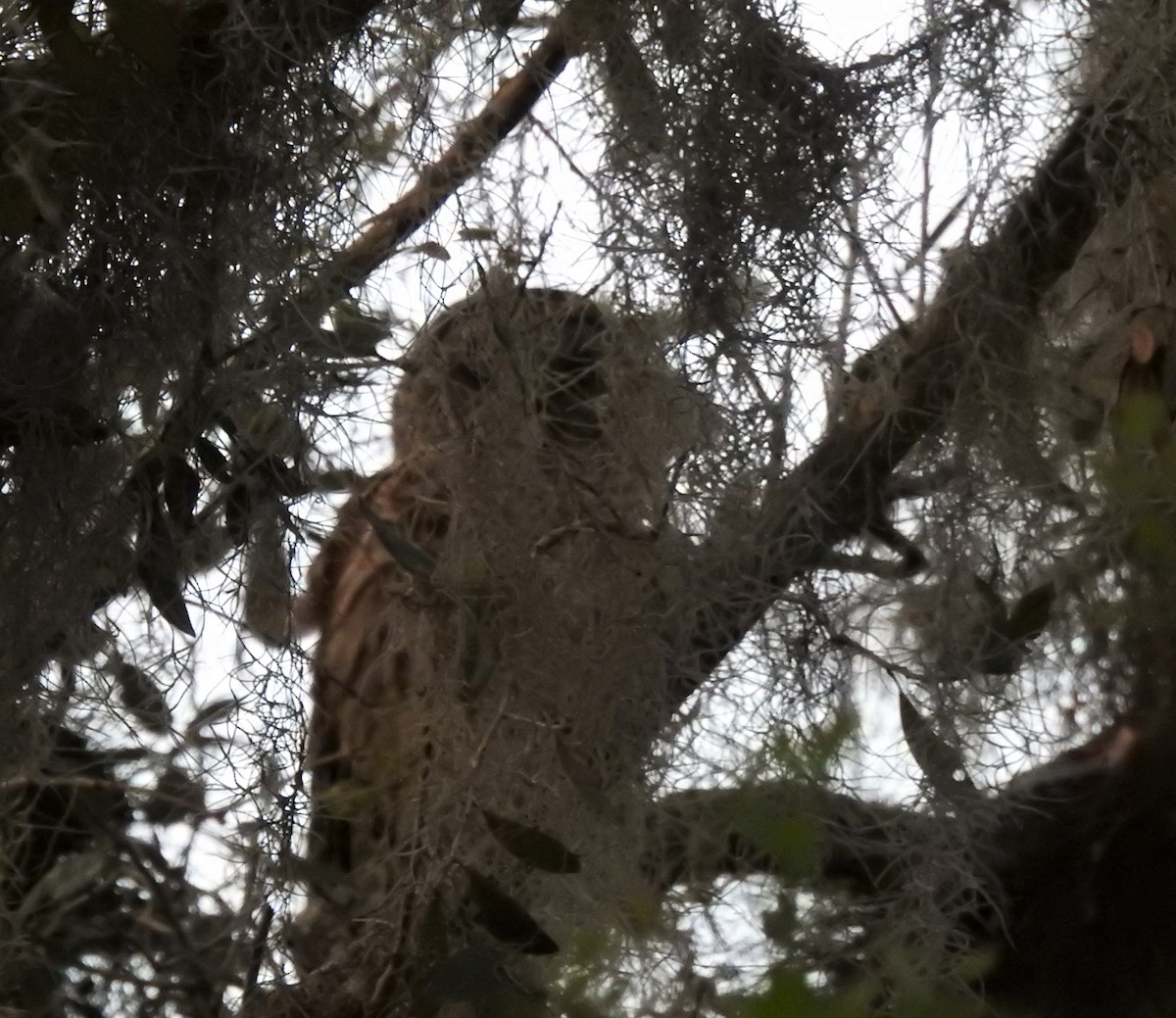 Barred Owl - ML547037941