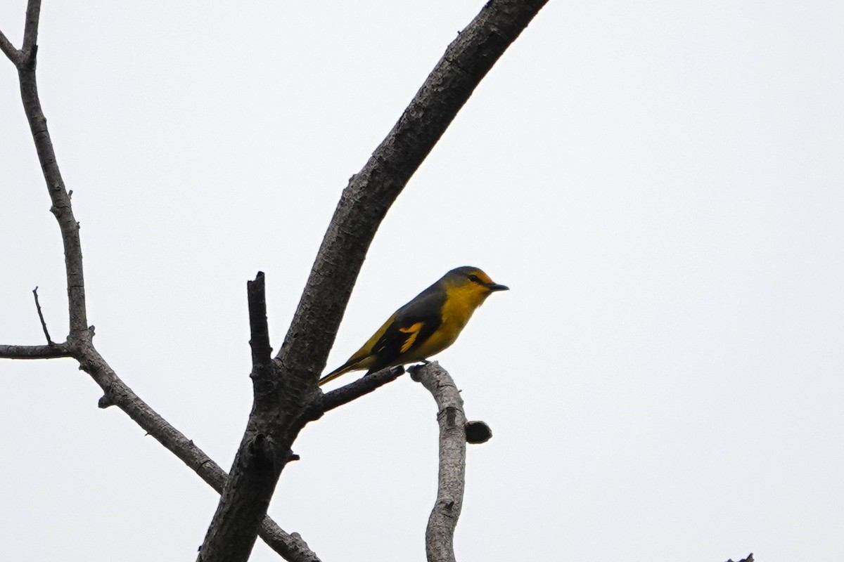 Scarlet Minivet - ML547038311