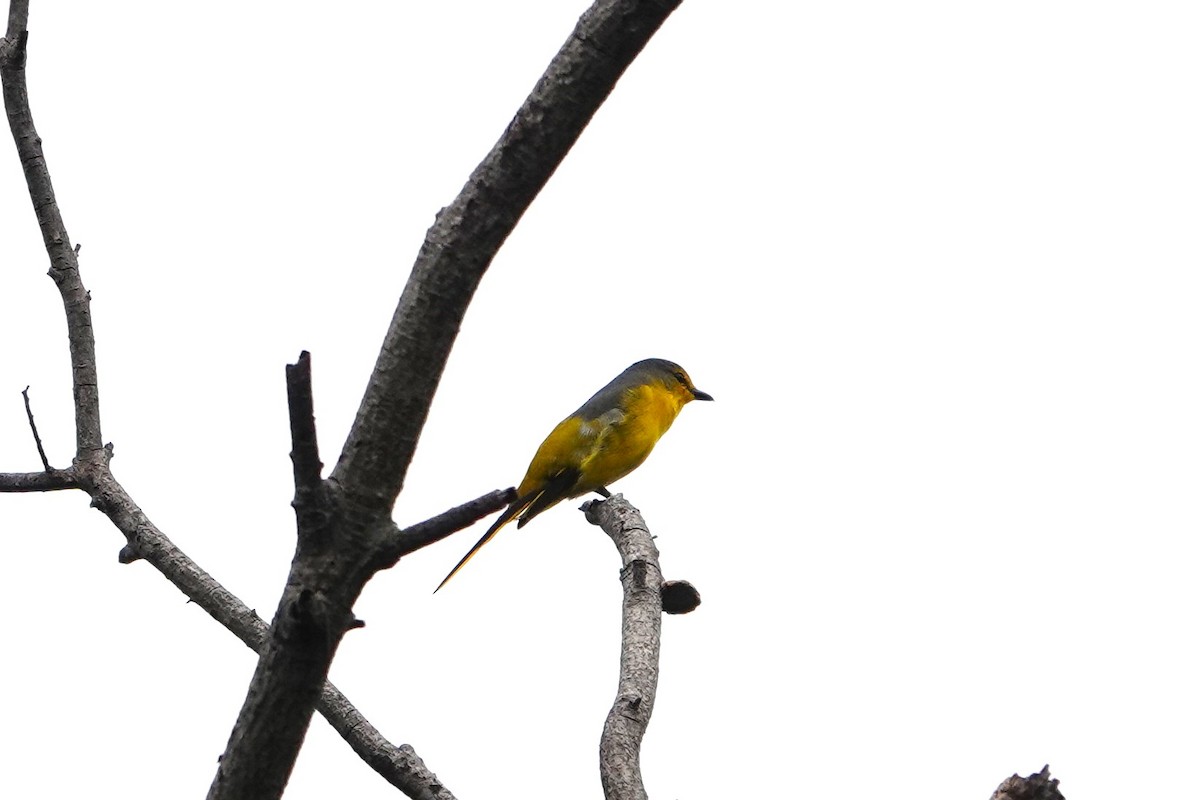 Scarlet Minivet - ML547038321