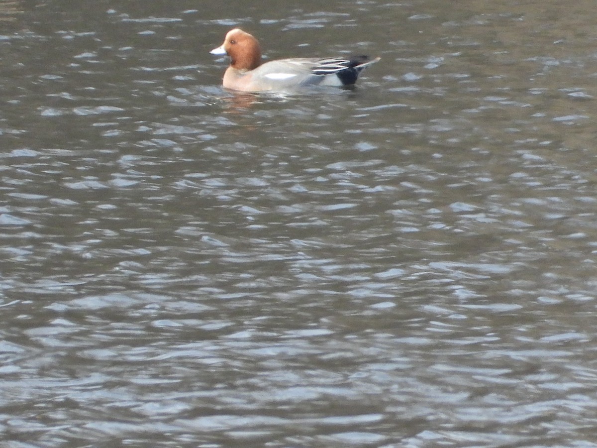 Eurasian Wigeon - ML547038681