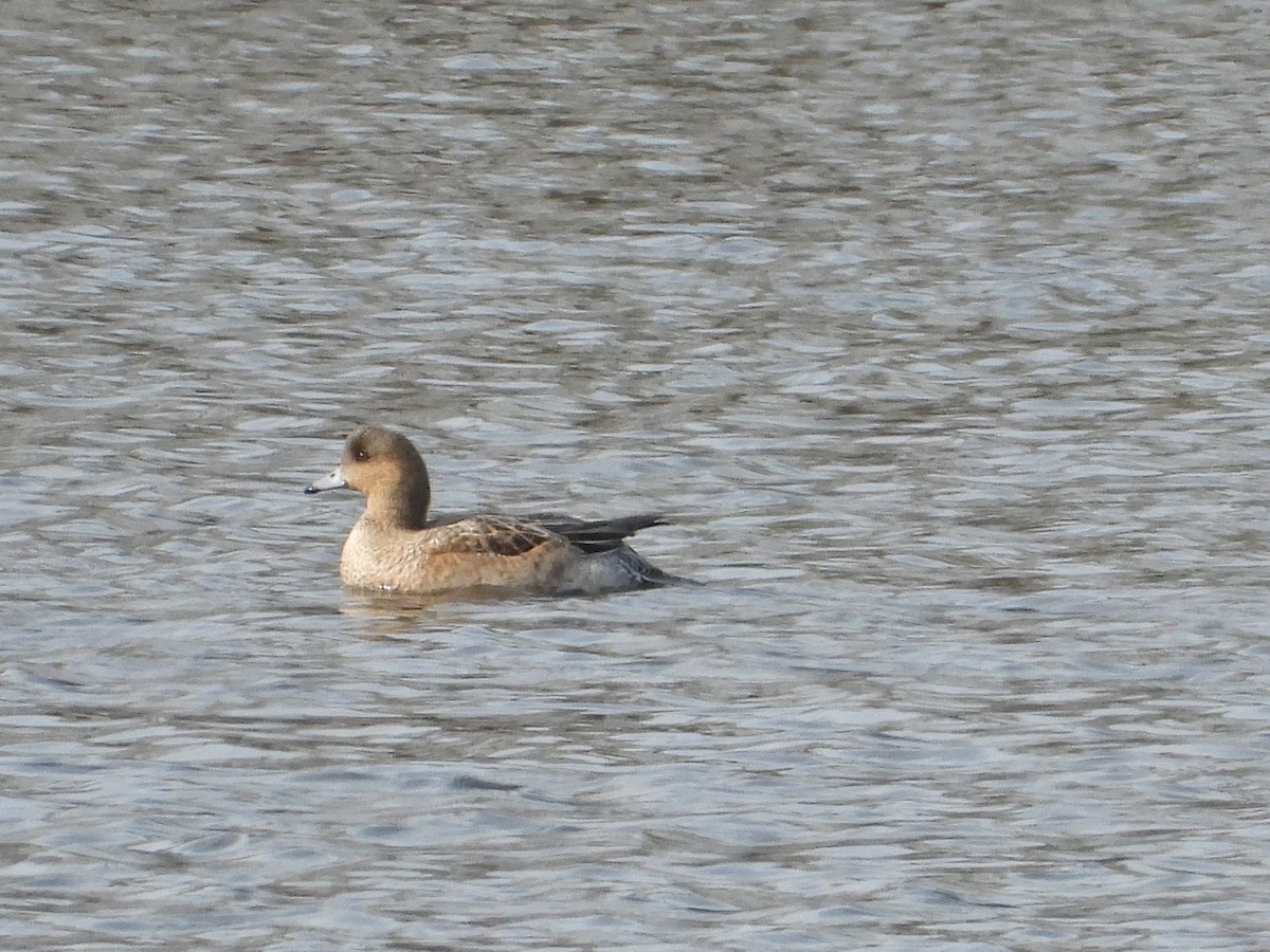 Eurasian Wigeon - Ivan V