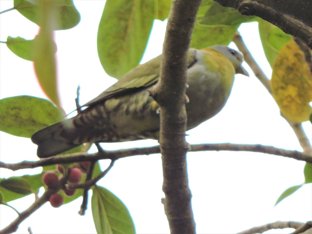 Yellow-footed Green-Pigeon - ML547038731