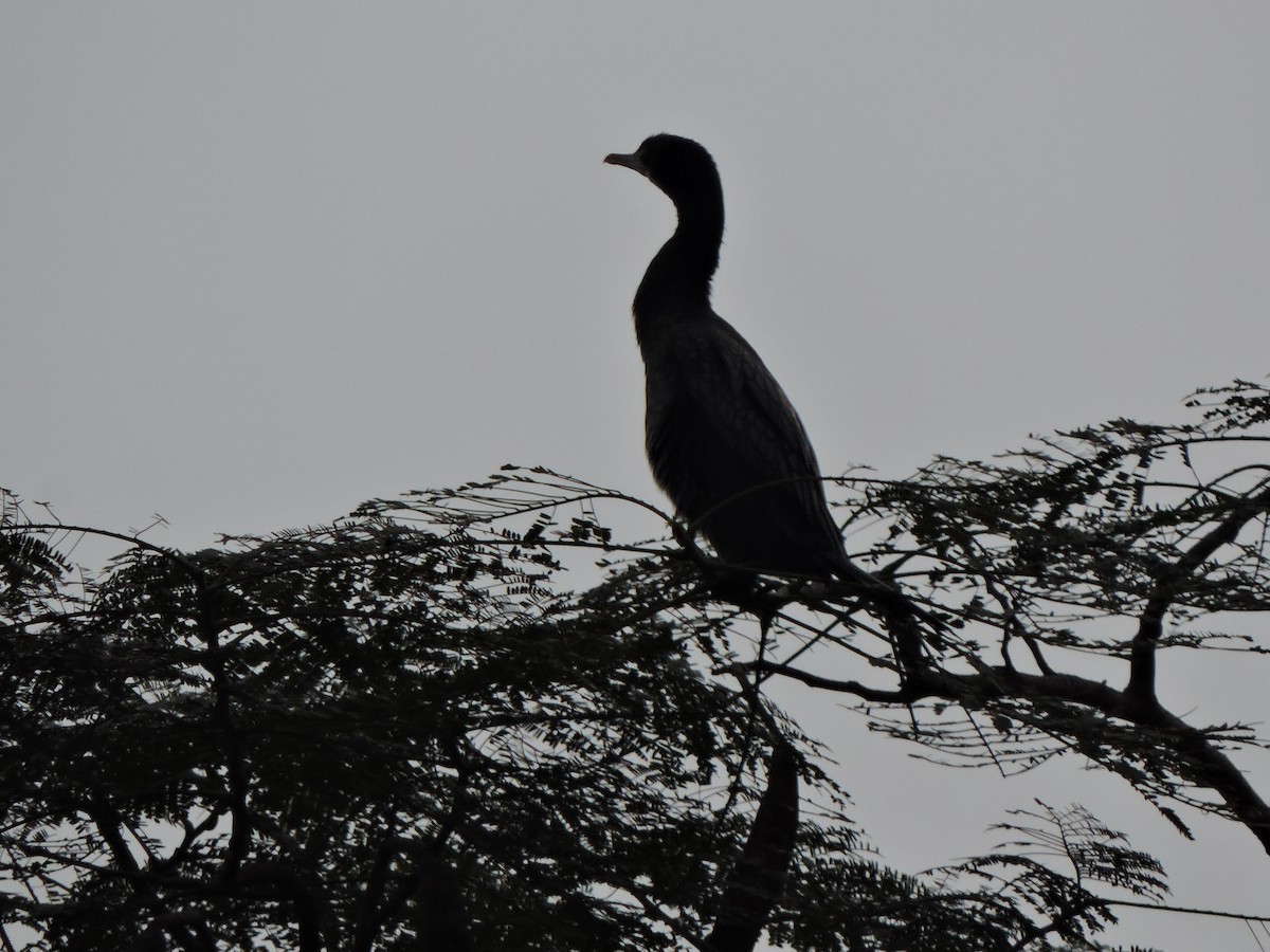 Little Cormorant - ML547038791