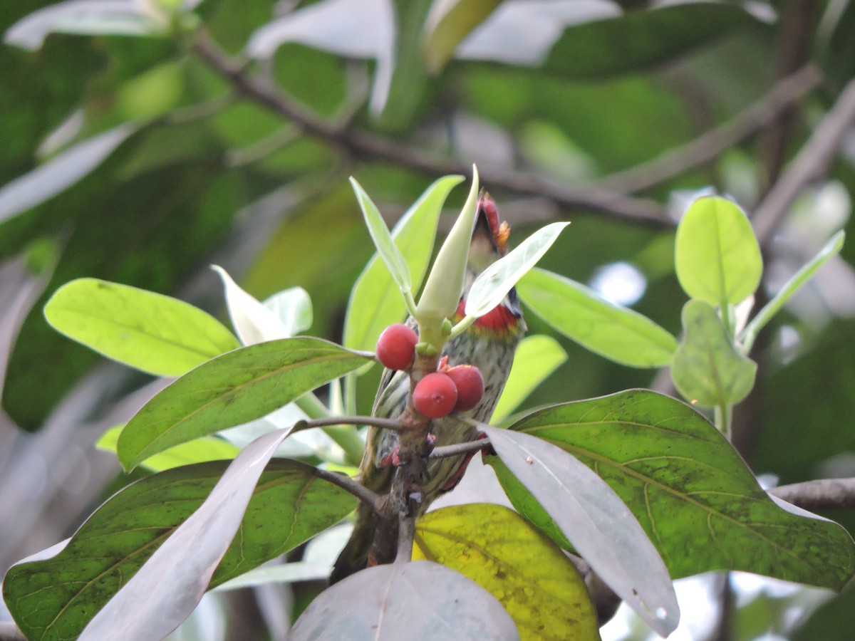 Coppersmith Barbet - ML547038831