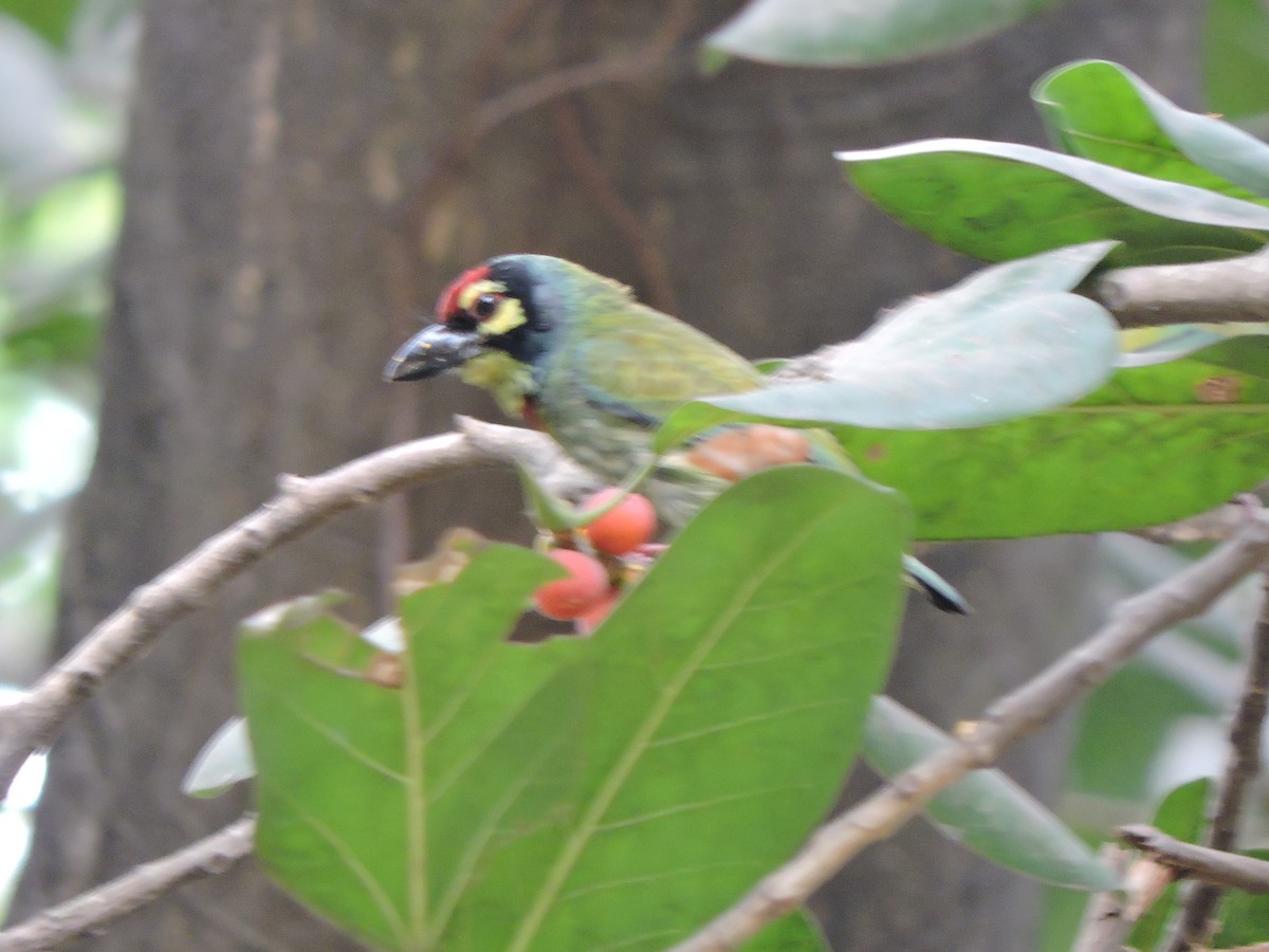 Coppersmith Barbet - ML547038841
