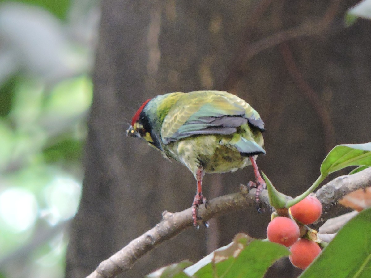 Coppersmith Barbet - ML547038851