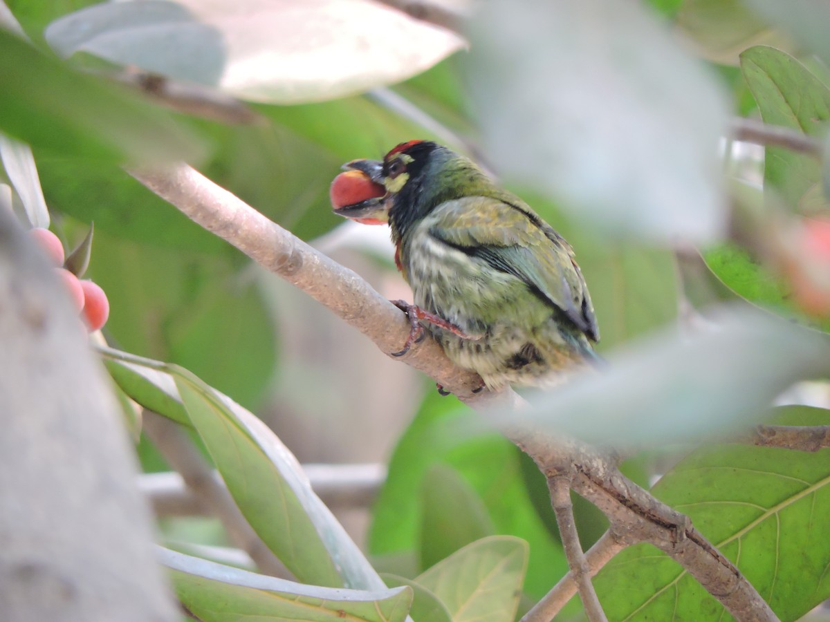 Coppersmith Barbet - ML547038861