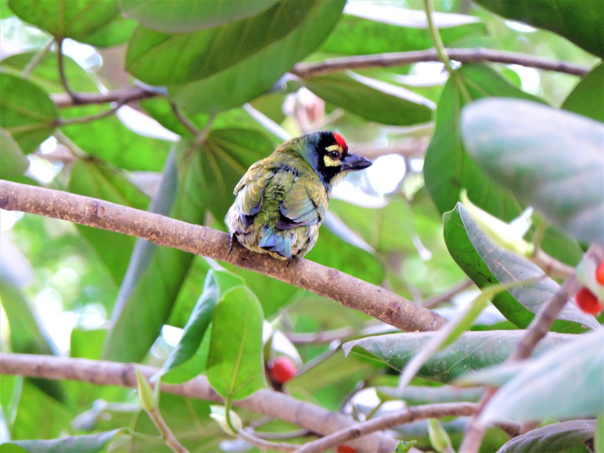 Coppersmith Barbet - ML547038871