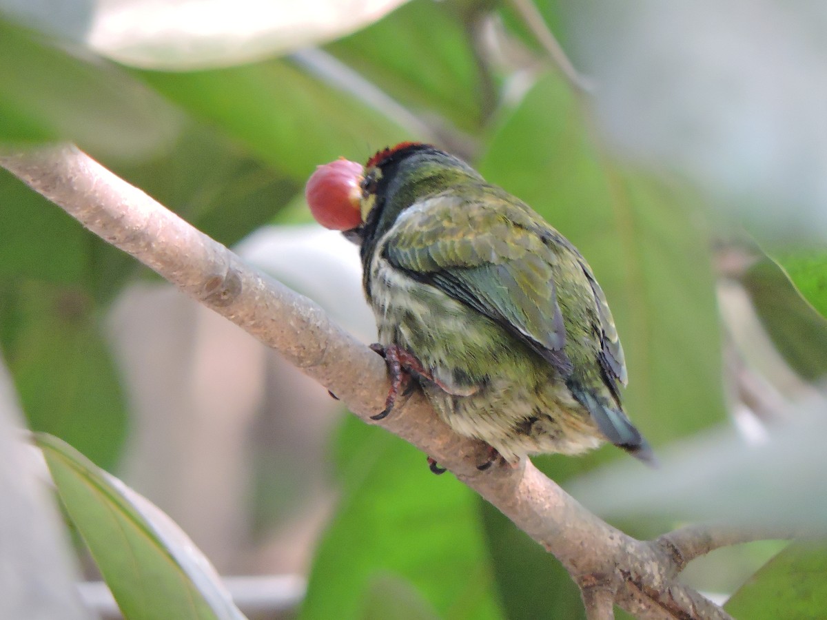 Coppersmith Barbet - ML547038881