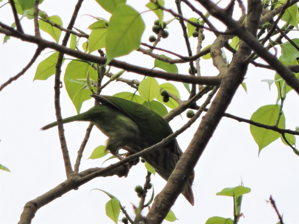 Lineated Barbet - ML547039131