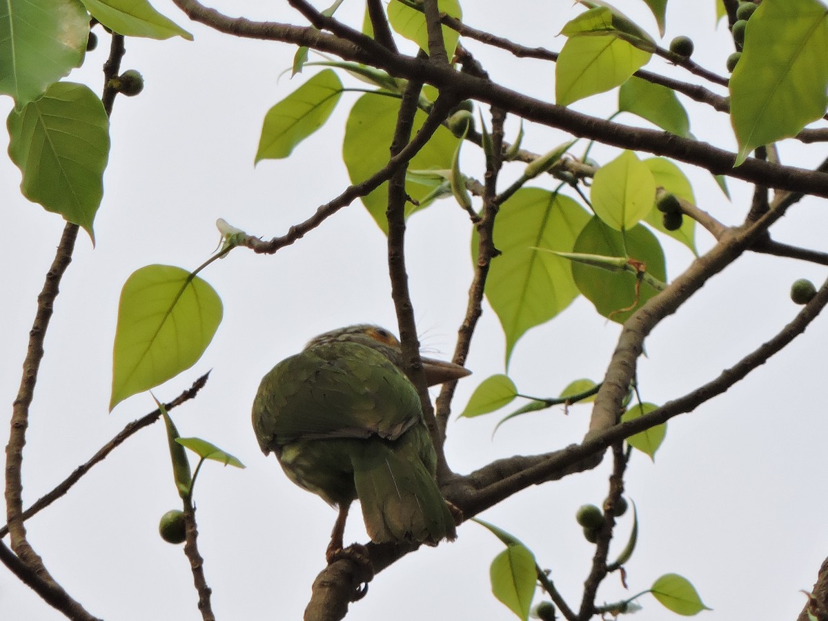 Lineated Barbet - ML547039141