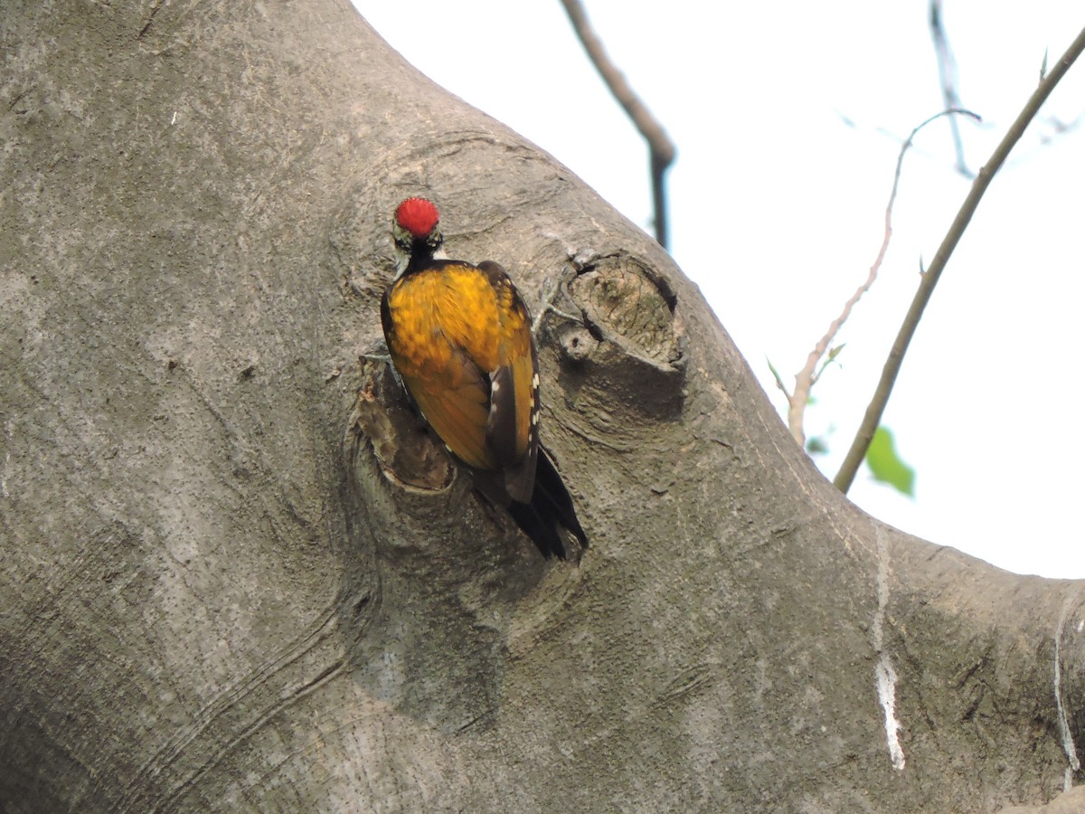 Black-rumped Flameback - ML547039231
