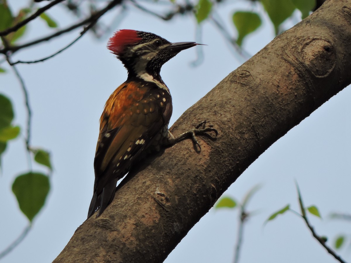 Black-rumped Flameback - ML547039241