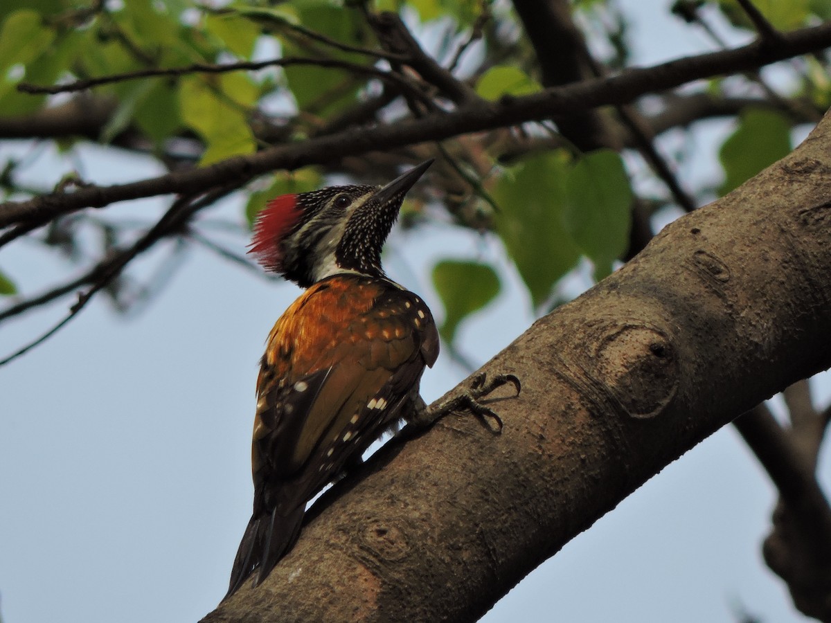 Black-rumped Flameback - ML547039261