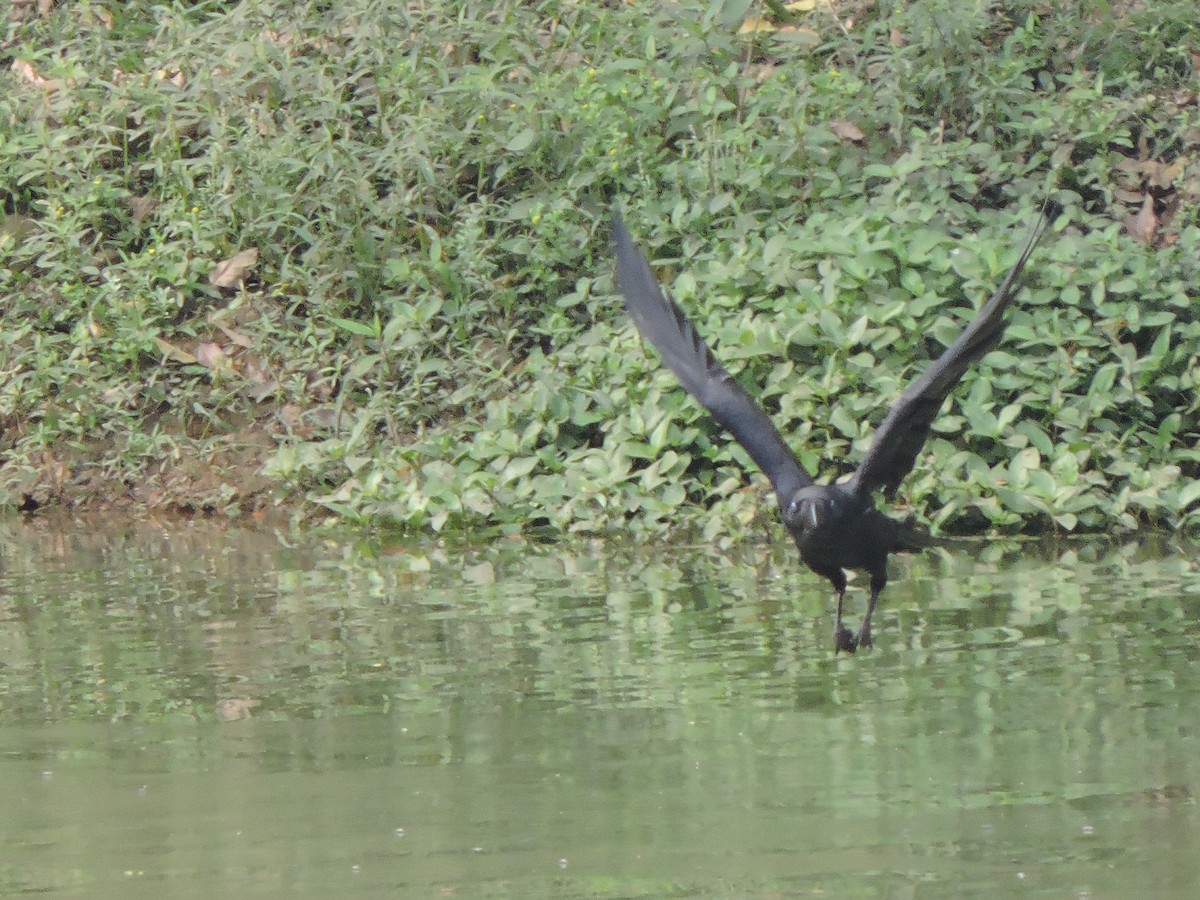 Large-billed Crow - ML547039451