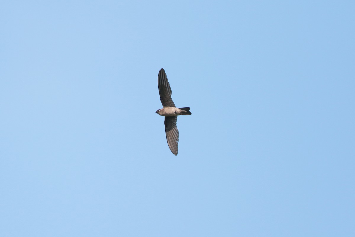 White-nest Swiftlet - ML547039531