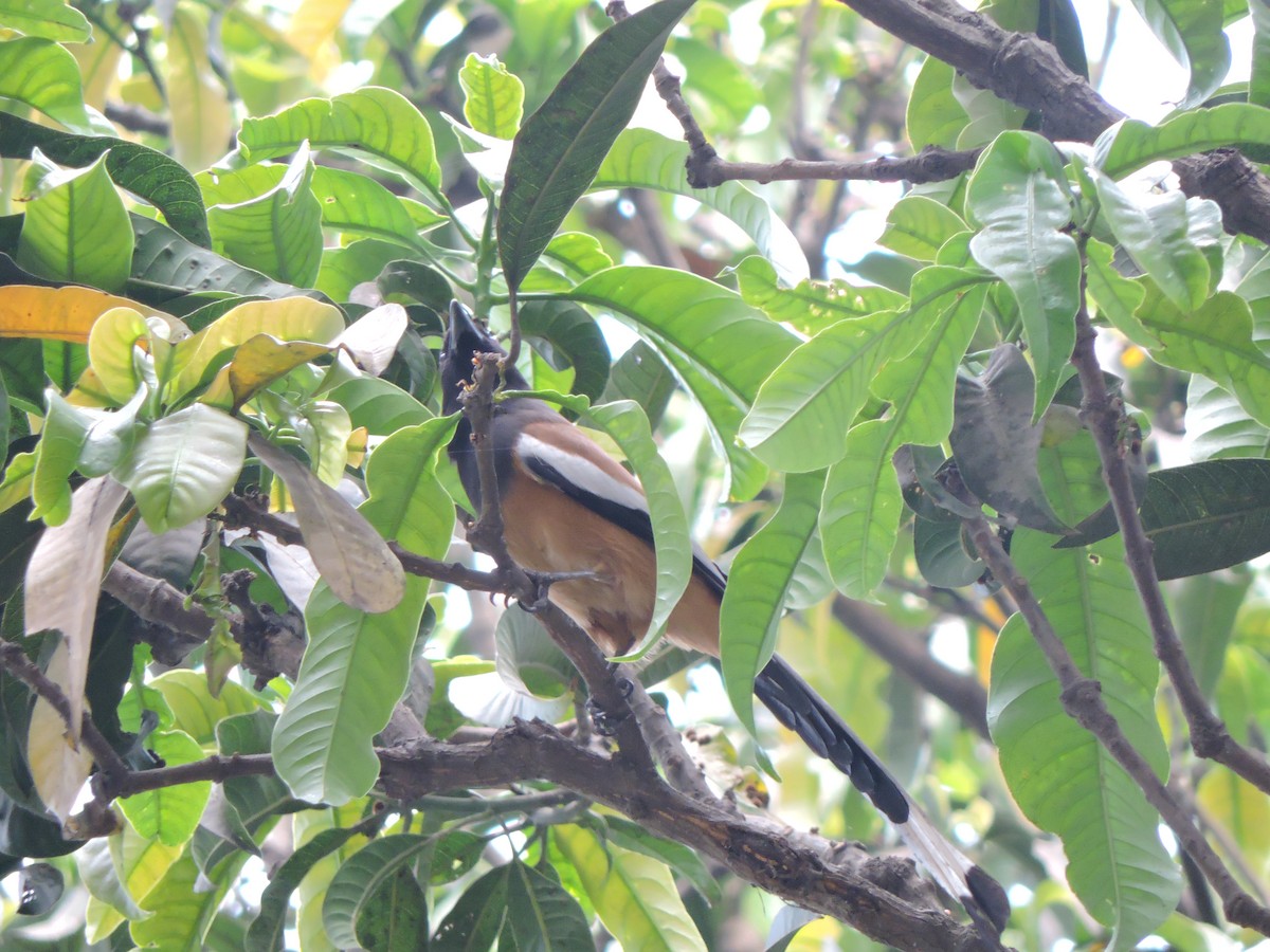 Rufous Treepie - ML547039891