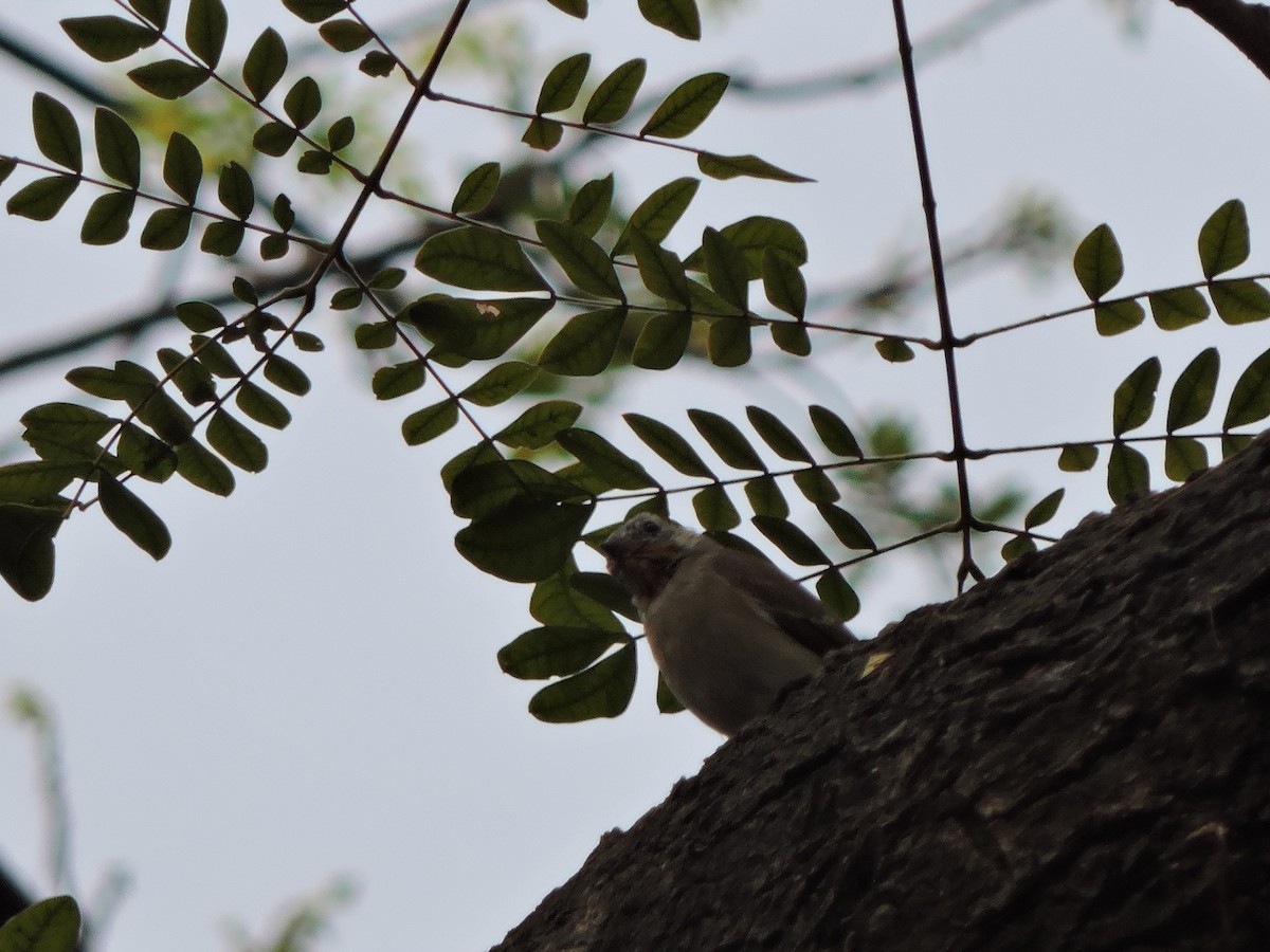Taiga Flycatcher - ML547040021