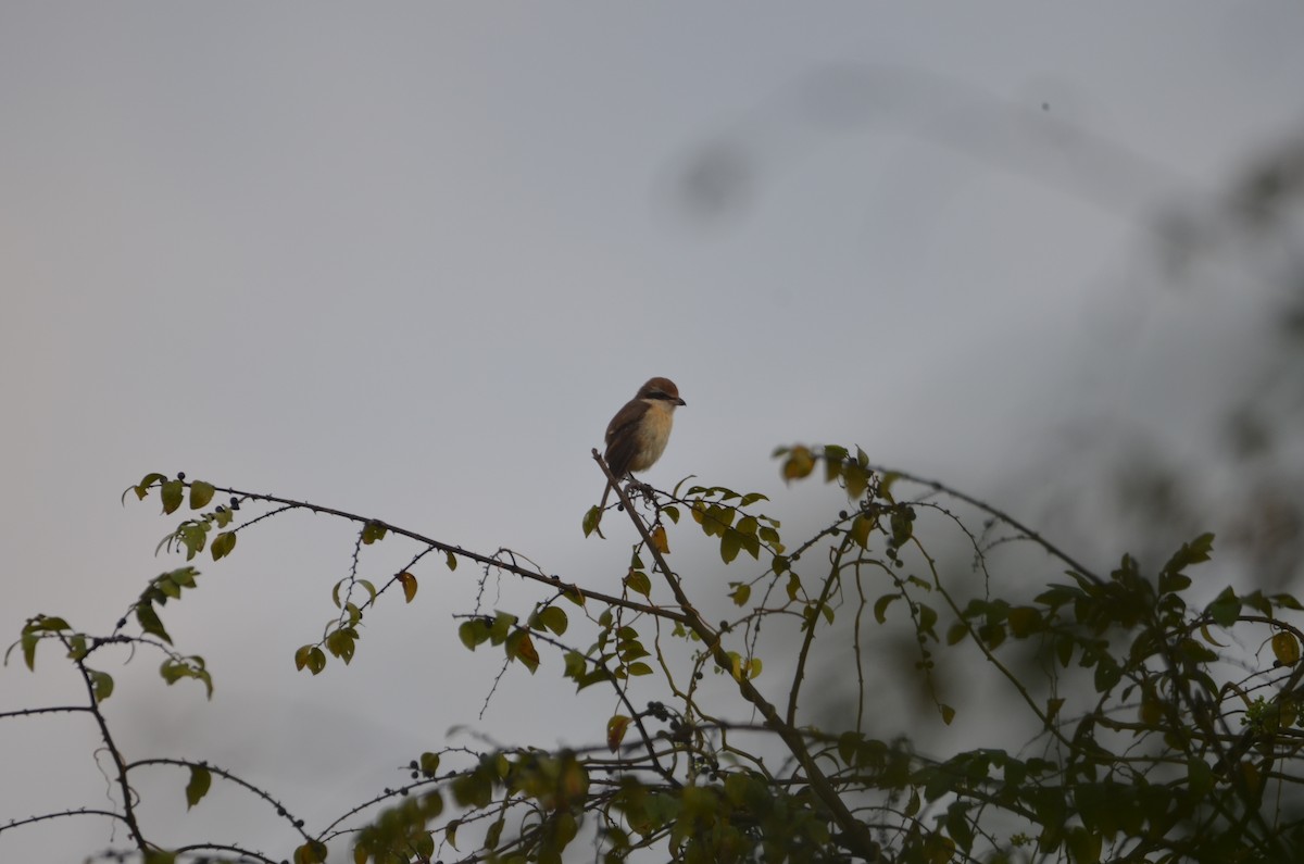 Brown Shrike - ML547040301