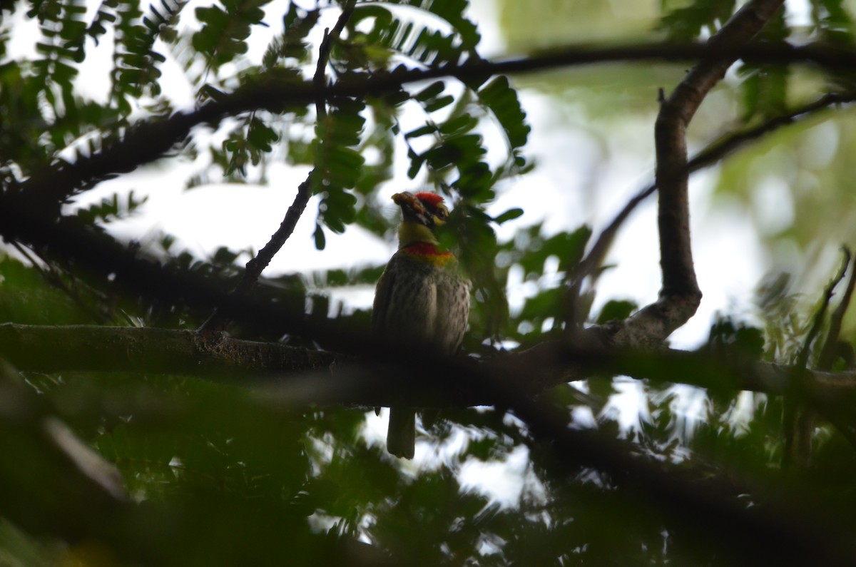 Coppersmith Barbet - ML547040491