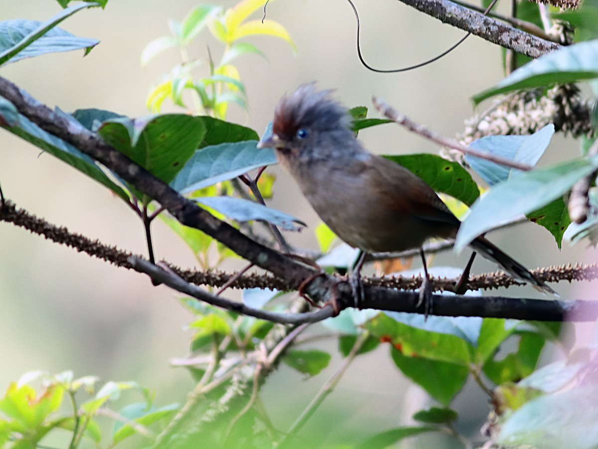 Rusty-fronted Barwing - ML547041181