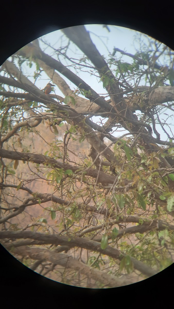 Stork-billed Kingfisher - ML547041561