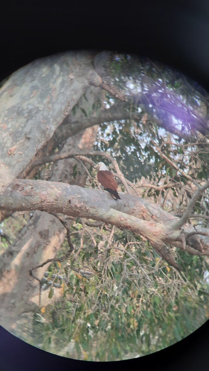 Brahminy Kite - ML547041871