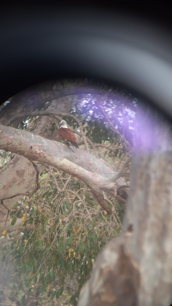 Brahminy Kite - ML547041881