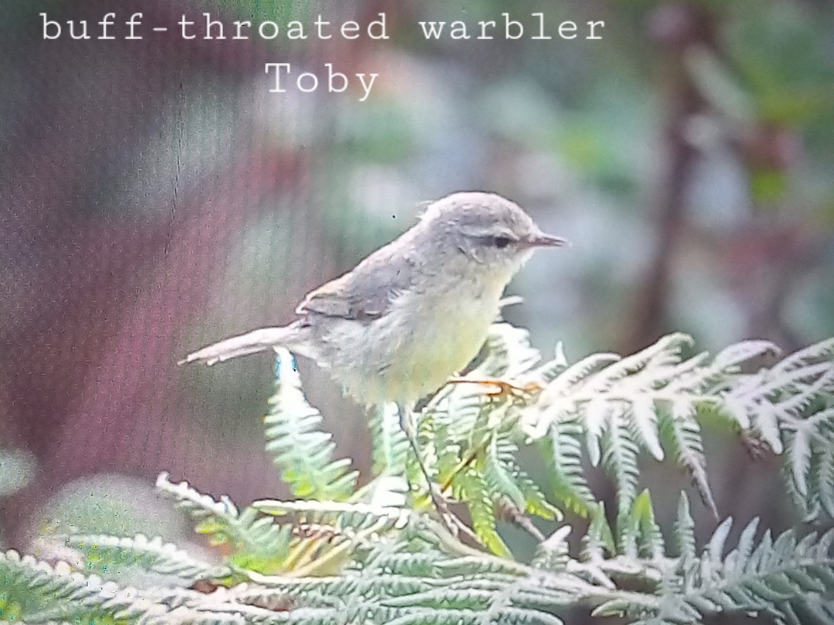 Buff-throated Warbler - ML547043131
