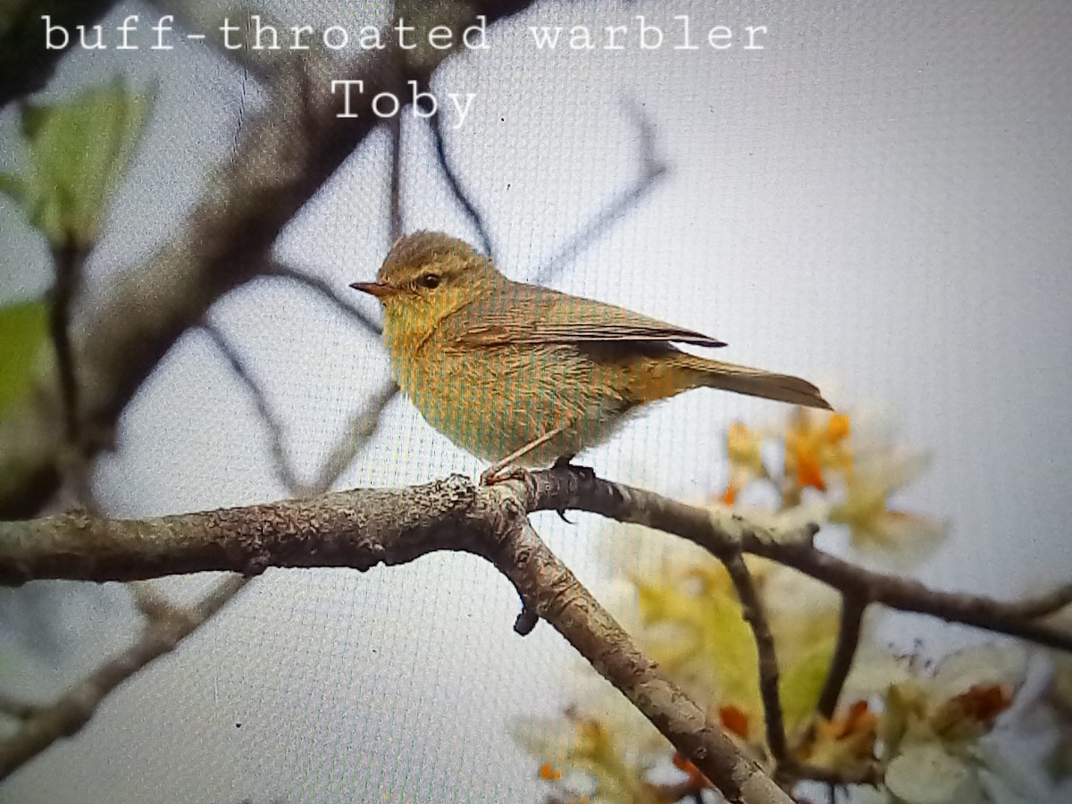 Buff-throated Warbler - ML547043141