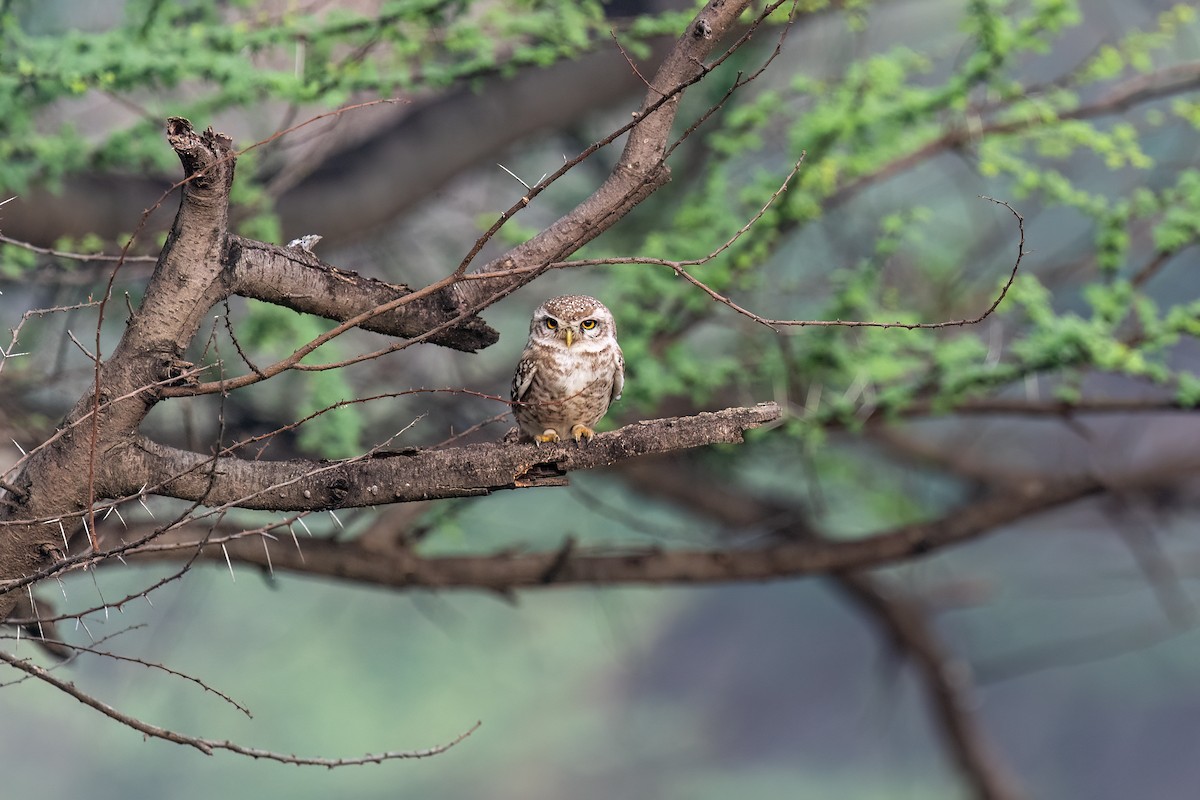 Spotted Owlet - ML547043261