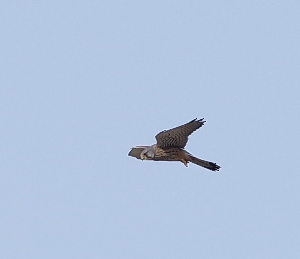 Eurasian Kestrel - ML547043471