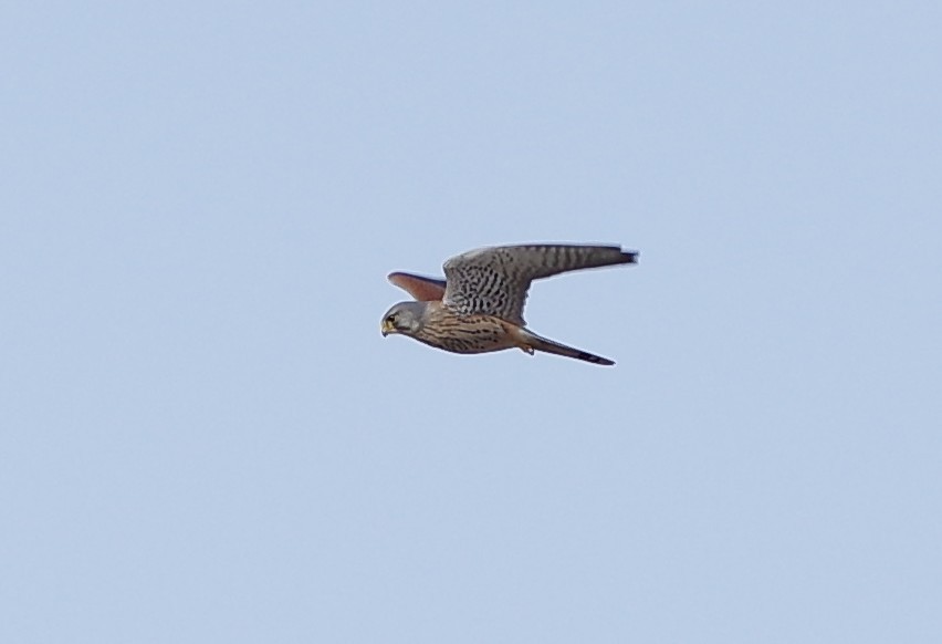 Eurasian Kestrel - ML547044111