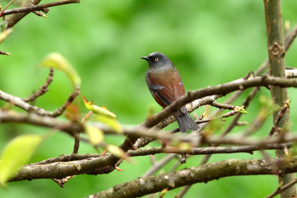 Maroon-backed Accentor - ML547044751