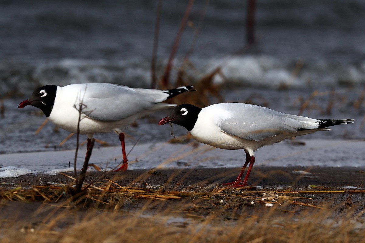 Relict Gull - 独行虾 Bird.soong