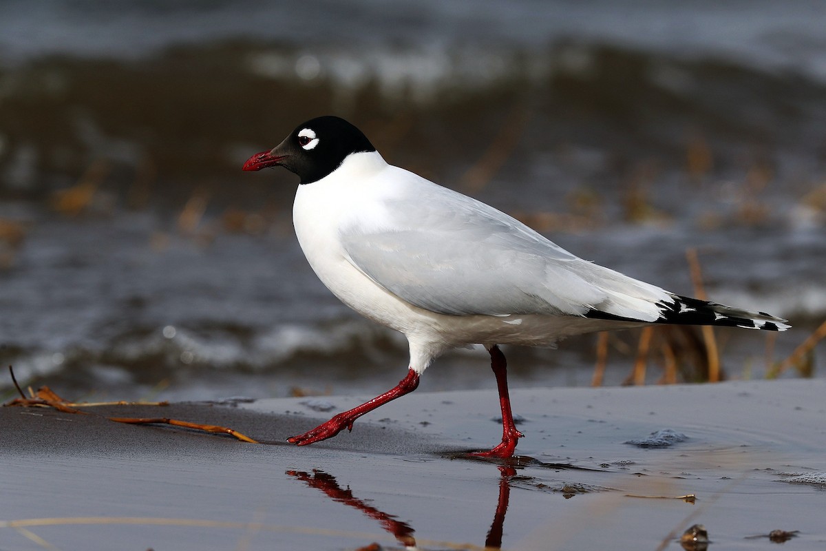 Gaviota Relicta - ML547044931