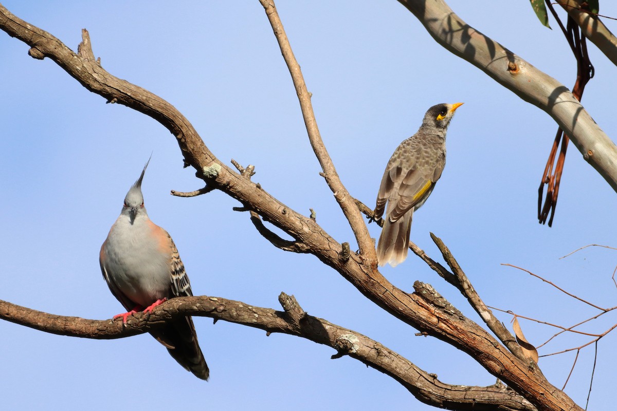 Crested Pigeon - ML547045151