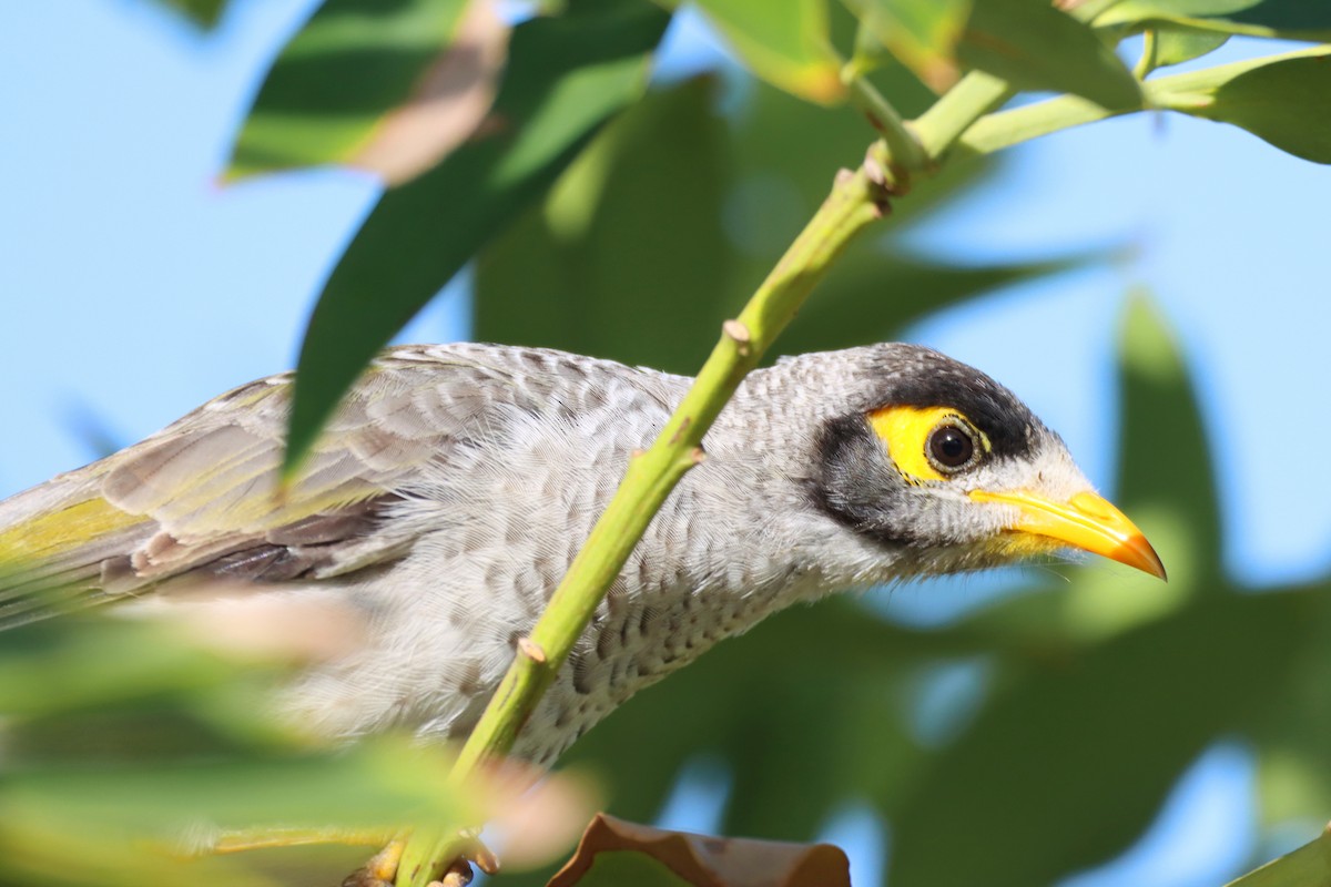 Noisy Miner - ML547045191