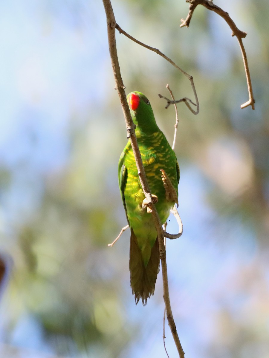 Scaly-breasted Lorikeet - Rolo Rodsey