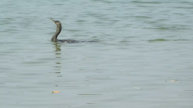 Cormoran à cou brun - ML547045391