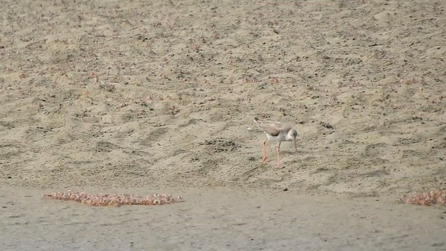 Common Redshank - ML547045581