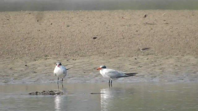 Caspian Tern - ML547045741