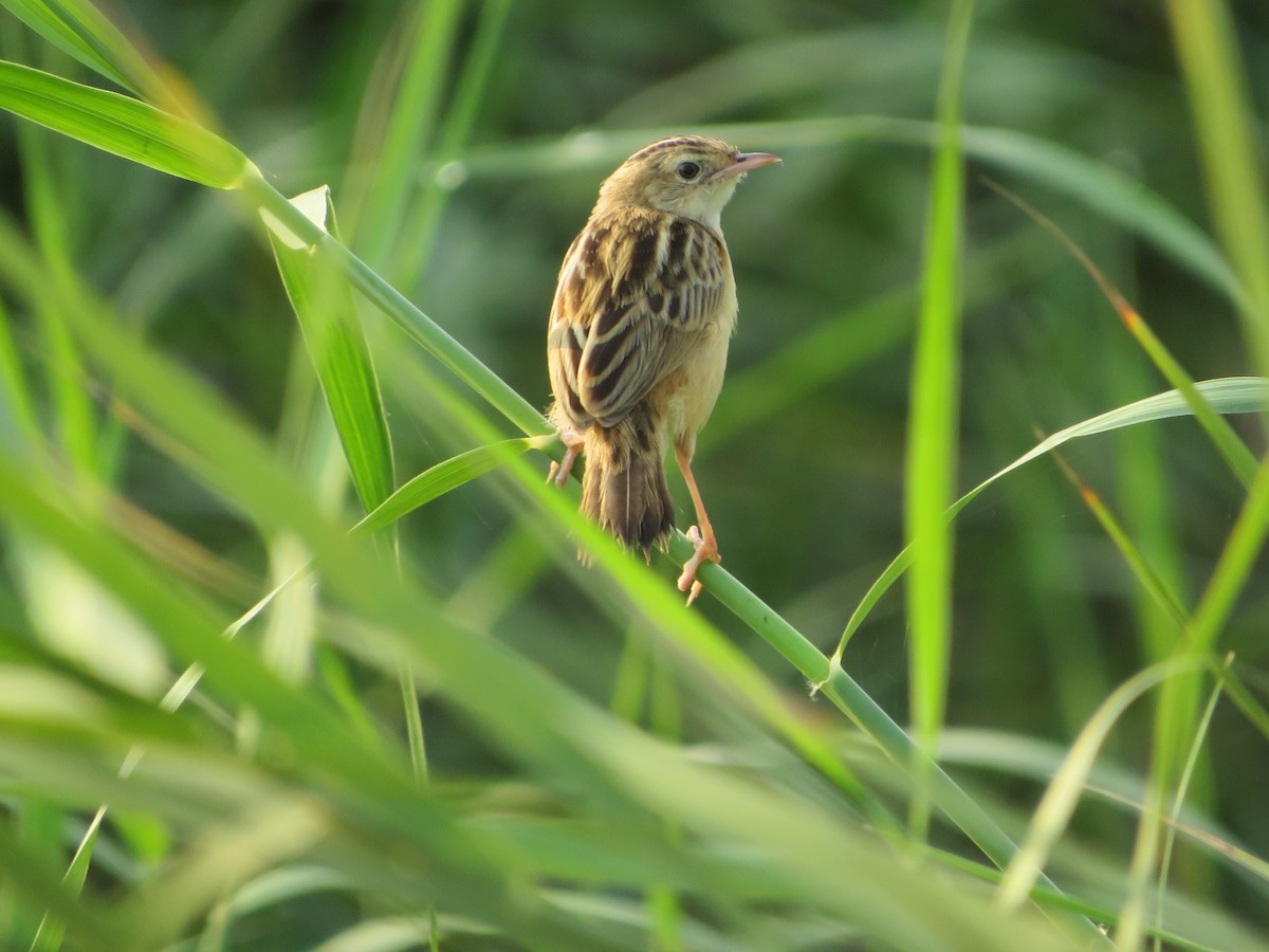 Zitting Cisticola - ML547045801